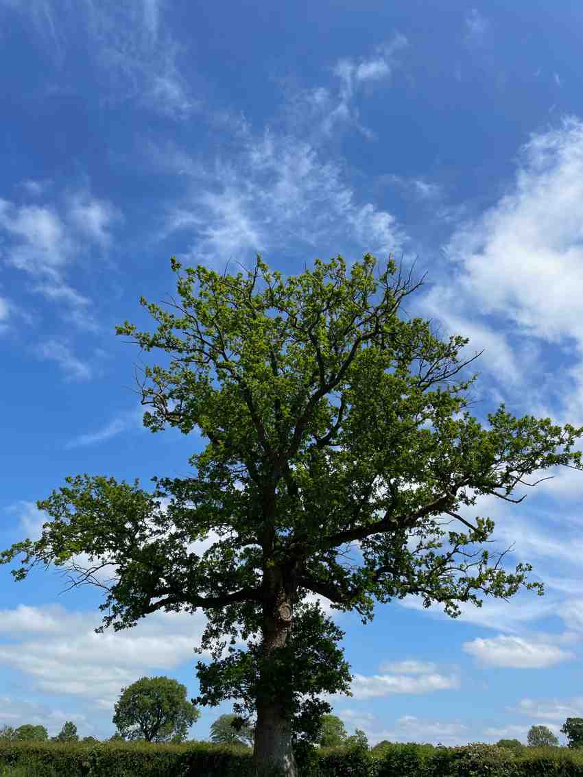 Our oak as you come down the drive