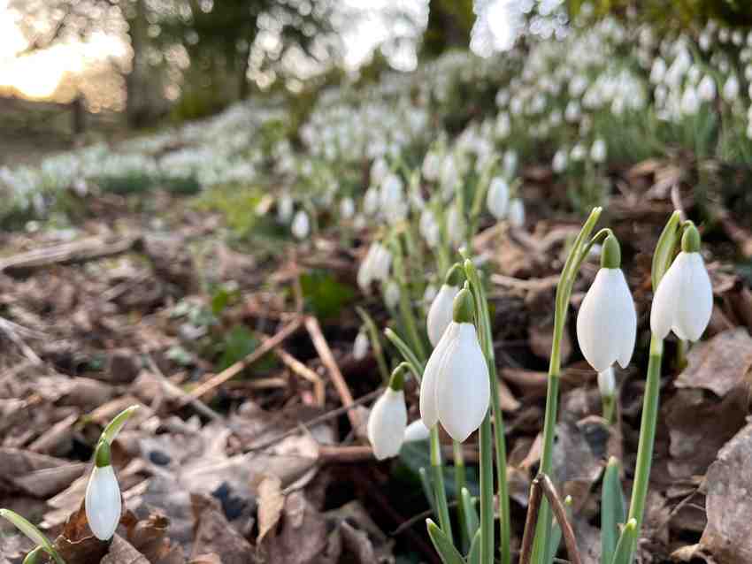 Snowdrops at Otterhead Estate nature reserve